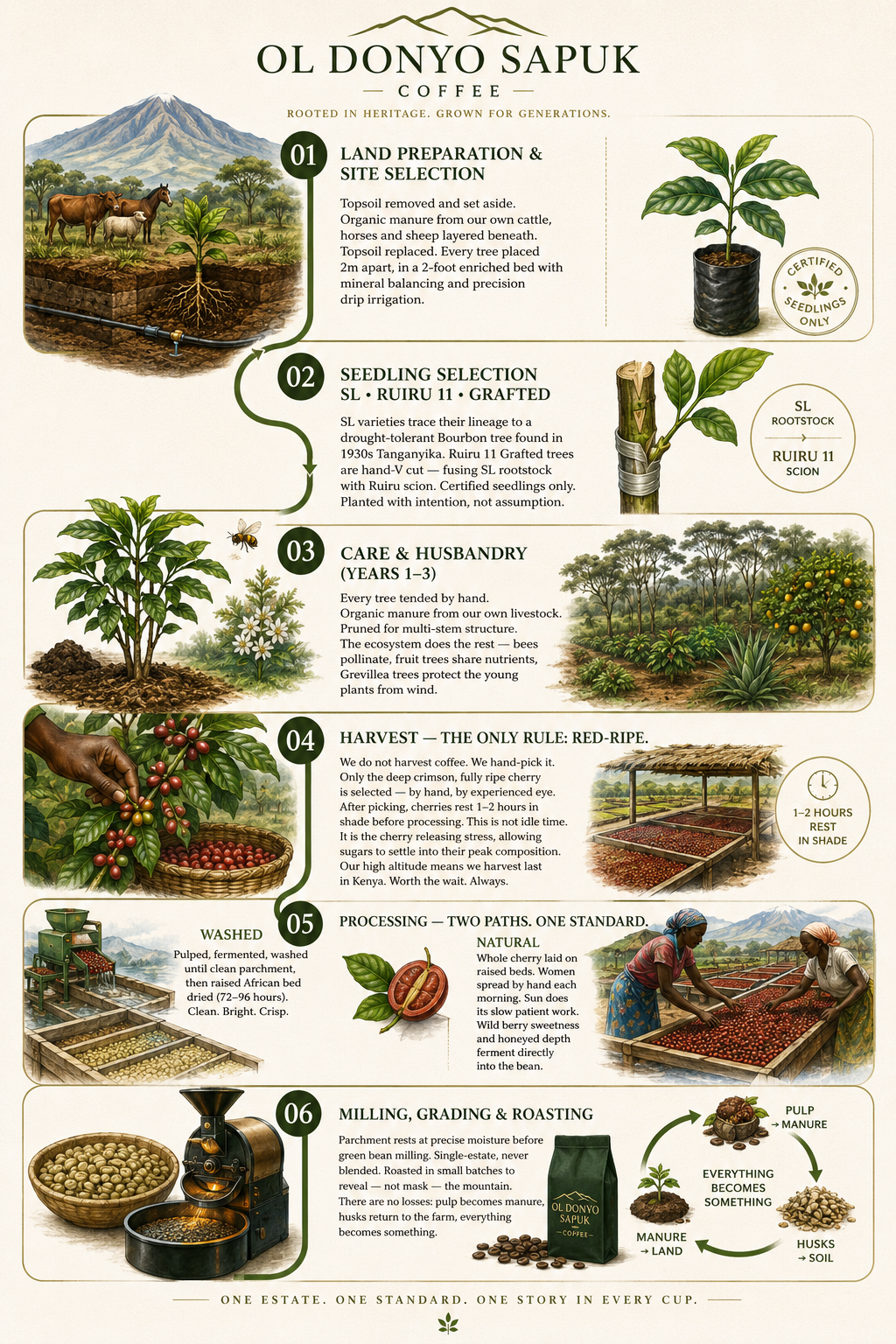 Oldonyo Sapuk Coffee Process Flowchart