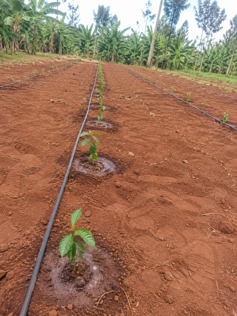 Phone photo down a newly planted row