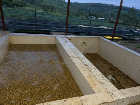 Phone photo looking down into adjoining cream-tiled fermentation bays