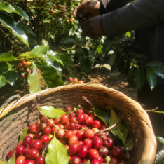 Phone photo of a picker's basket in the foreground half-full of red cherries with a few leaves and stems mixed in