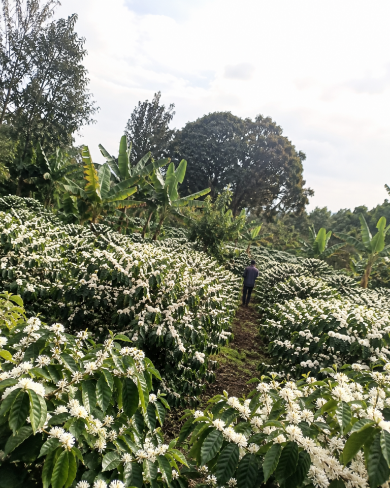 Phone photo of an entire coffee block in full white flower