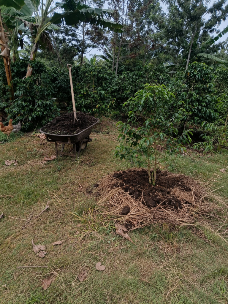 Phone photo of dark cattle manure and dry grass mulch rings spread around the bases of young coffee trees