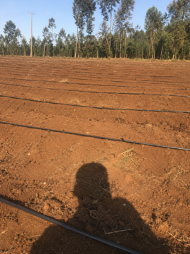 Phone photo of newly laid black polyethylene drip lines running across tilled red-brown soil beds