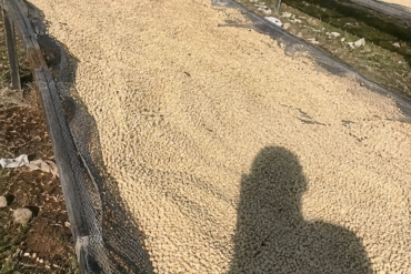 Phone photo shot along the drying beds at knee height, uneven wire mesh sagging slightly under the parchment