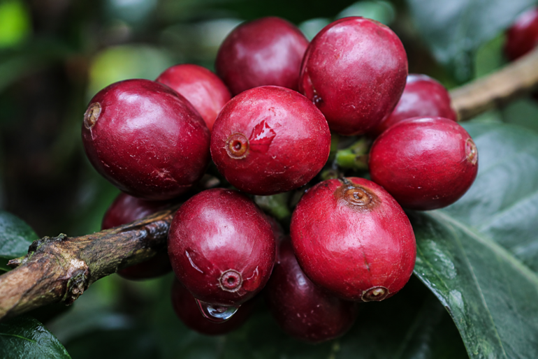 Photo close-up of a single branch, red-ripe cherries with natural skin gloss