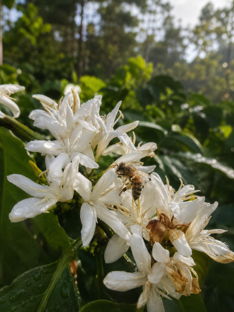 Photo of a coffee branch covered in clusters of white jasmine-like coffee blossoms