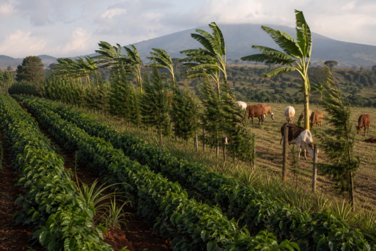 Photo of a coffee farm ecosystem