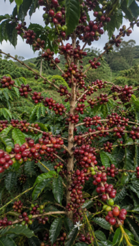 Photo of a coffee tree absolutely laden with deep crimson ripe cherries from base to crown