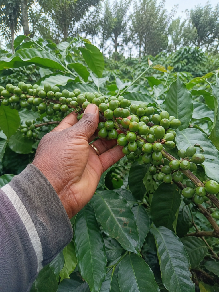 Photo of a farmer's hand gently lifting a branch heavy with green cherries to inspect the underside