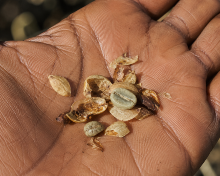 Photo of a handful of dried parchment coffee cracked open in a palm to reveal the blue-green raw bean inside, papery husk fragments scattered