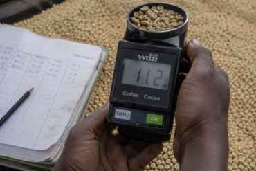 Photo of a handheld digital moisture meter reading 11.2% with parchment beans in its cup chamber