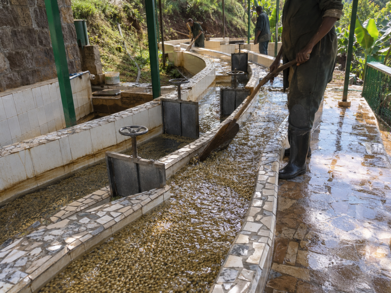 Photo of a long serpentine washing and grading channel lined in cream ceramic tiles curving downhill in a gentle S-bend