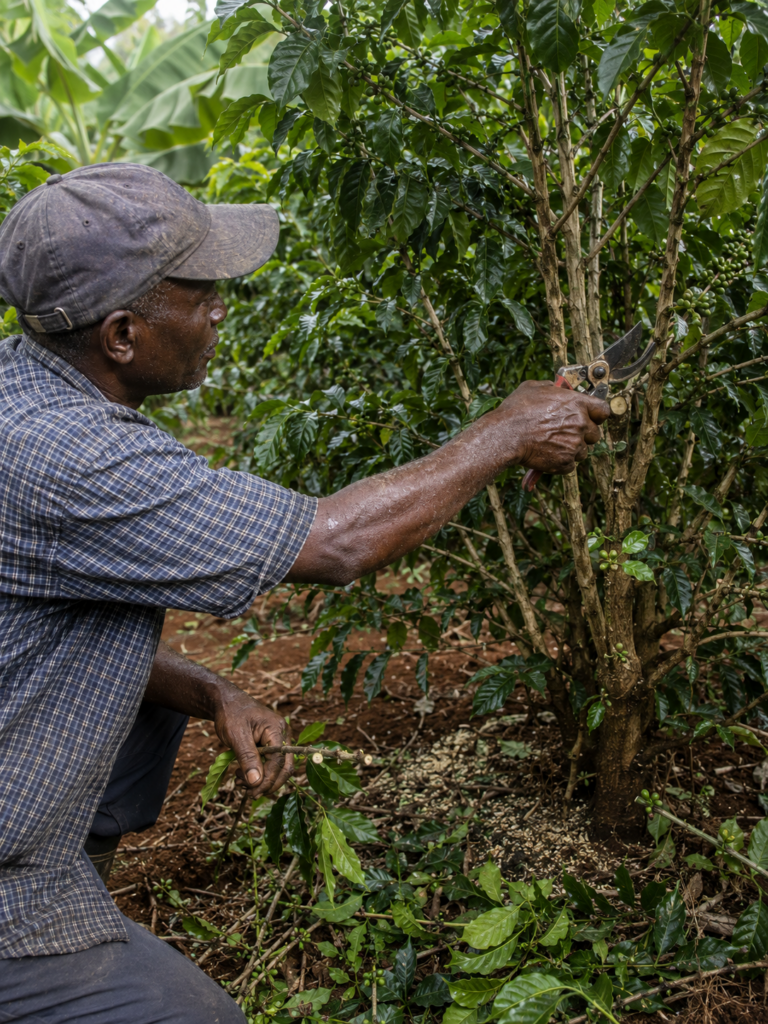 Photo of a middle-aged Kenyan farmer pruning a mature coffee bush with well-worn secateurs