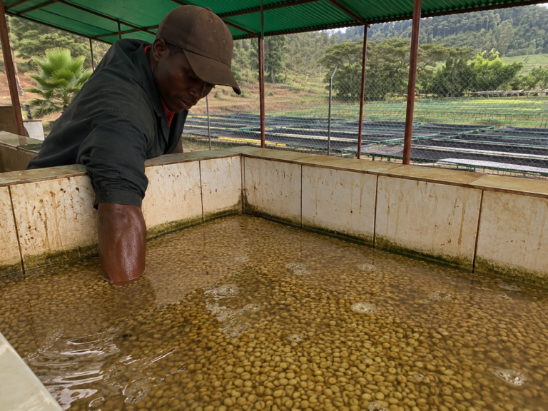 Photo of a rectangular open-air fermentation tank with cream ceramic-tiled walls filled with wet parchment coffee under a thin film of water