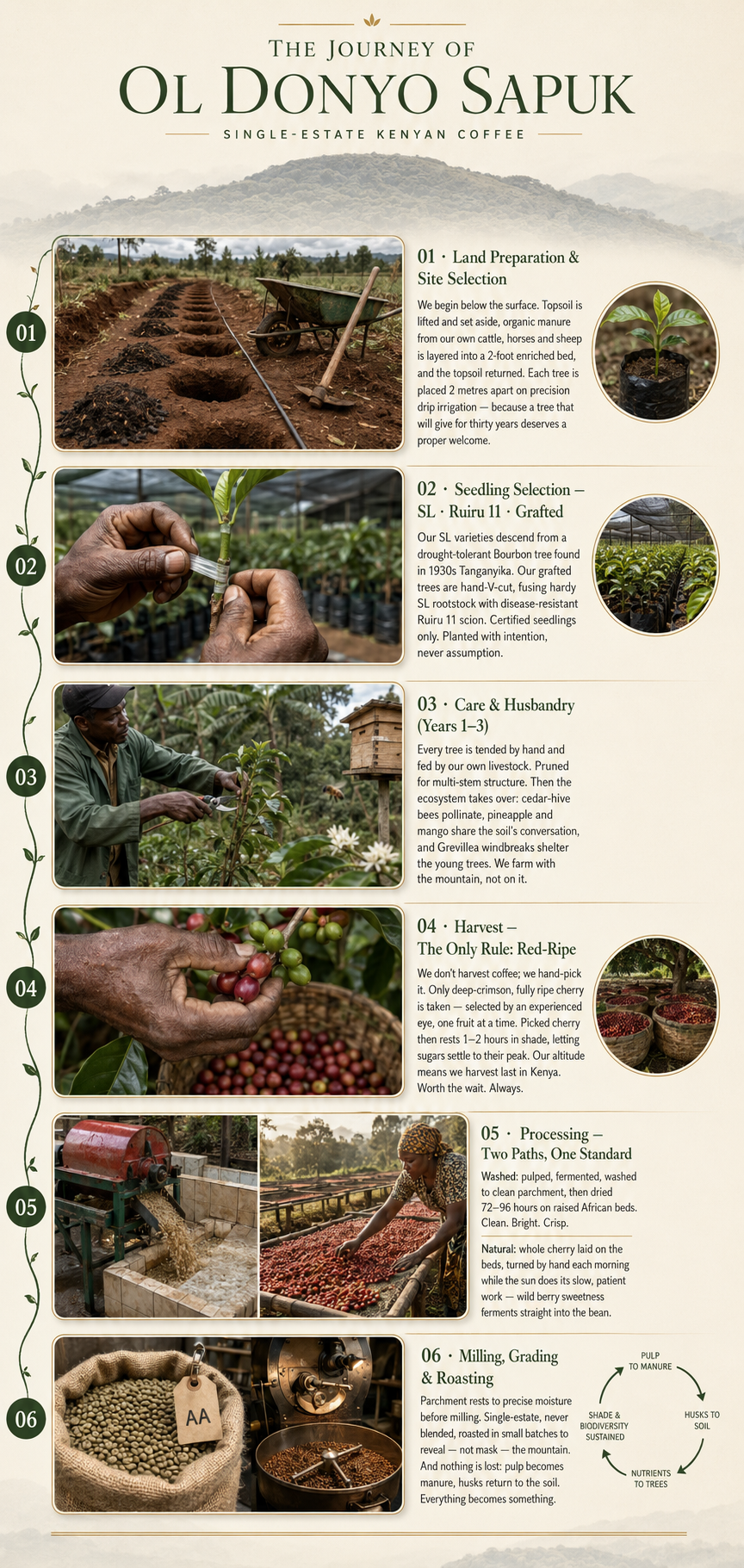 Oldonyo Sapuk Coffee Process Flowchart