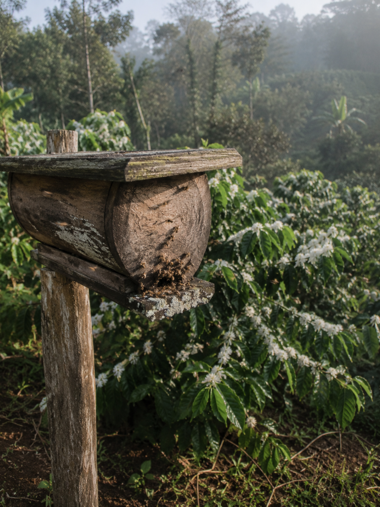 Photo of a weathered hand-carved cedar beehive box mounted at an angle on a rough wooden post