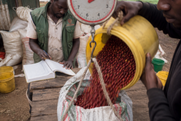 Photo of cherries being poured from a bucket onto a hanging spring scale at a rough wooden collection table