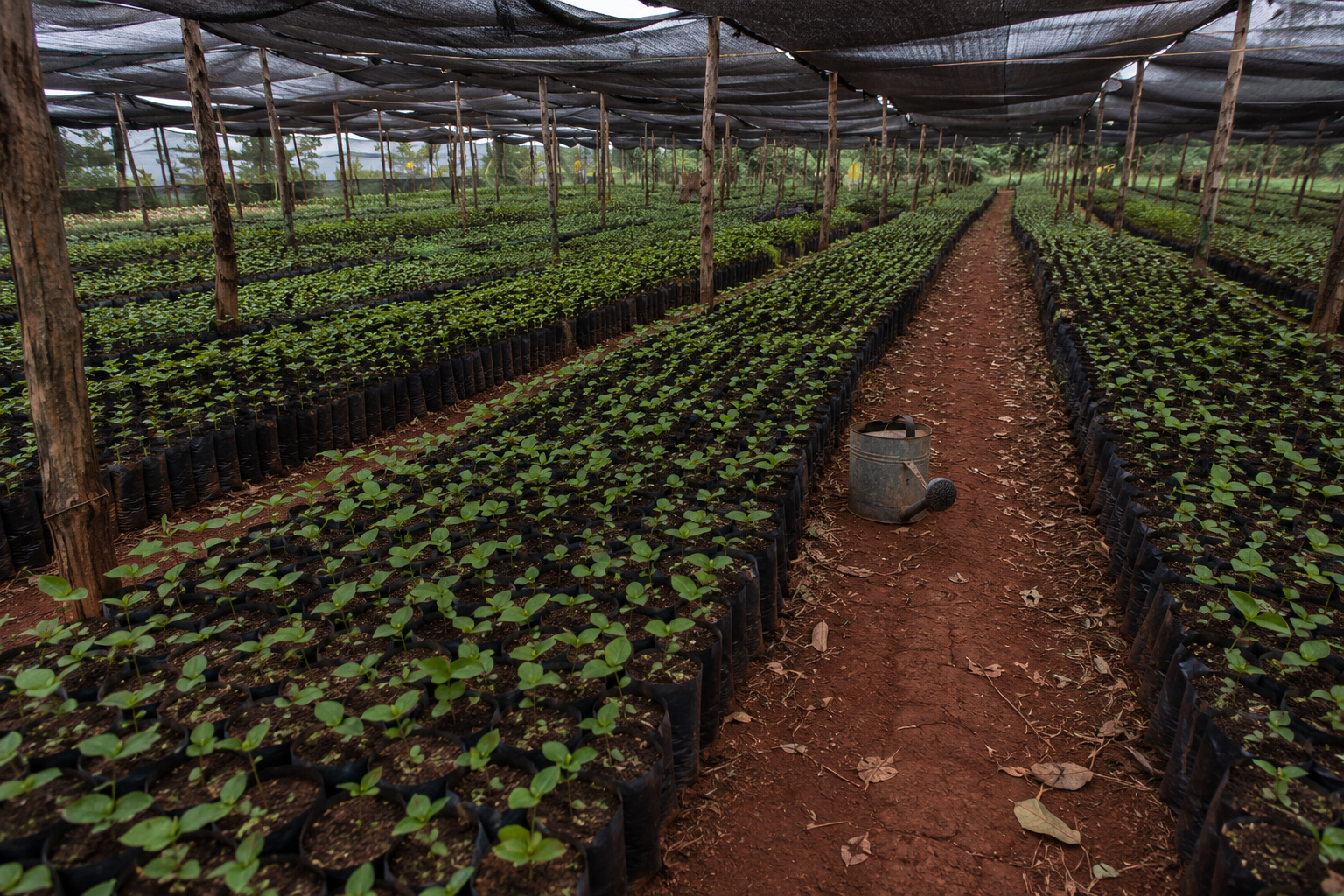 Photo of coffee seedlings nursery for Ol Donyo Sapuk Coffee