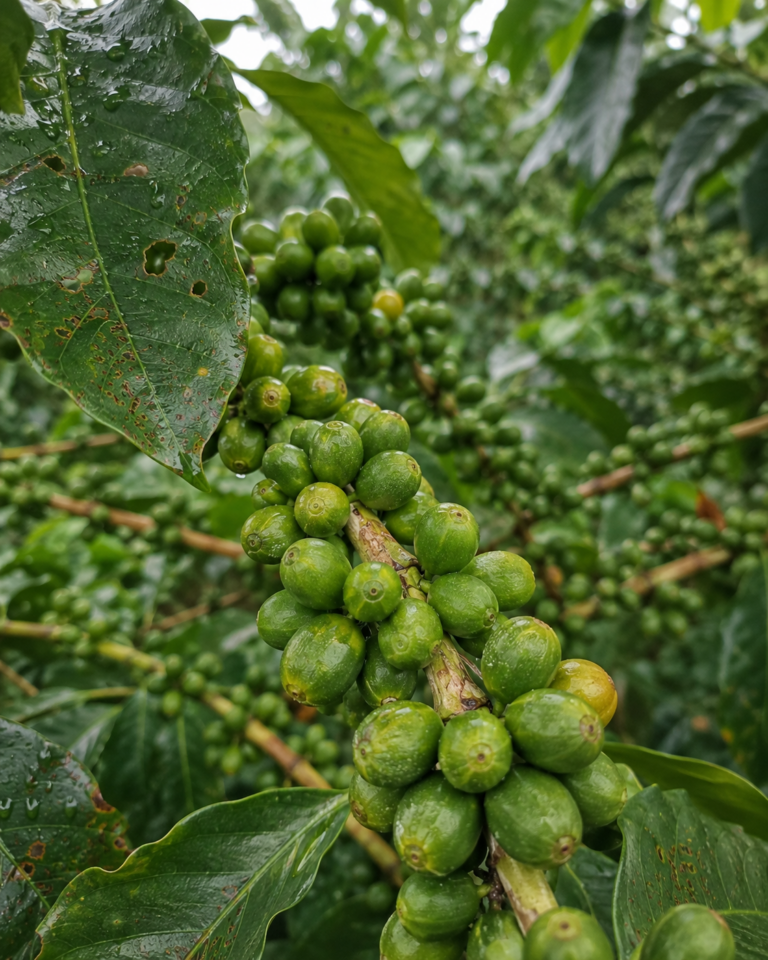 Photo of dense clusters of hard green coffee cherries lining a young branch