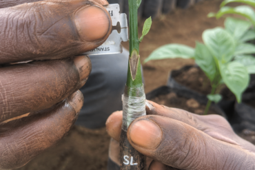 Photo of extreme close-up of experienced Kenyan hands performing a V-cut graft on a young coffee seedling