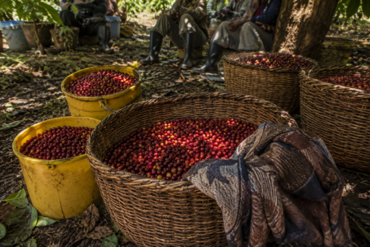 Photo of freshly picked red cherries in woven baskets and yellow plastic buckets under the deep shade of a mango tree