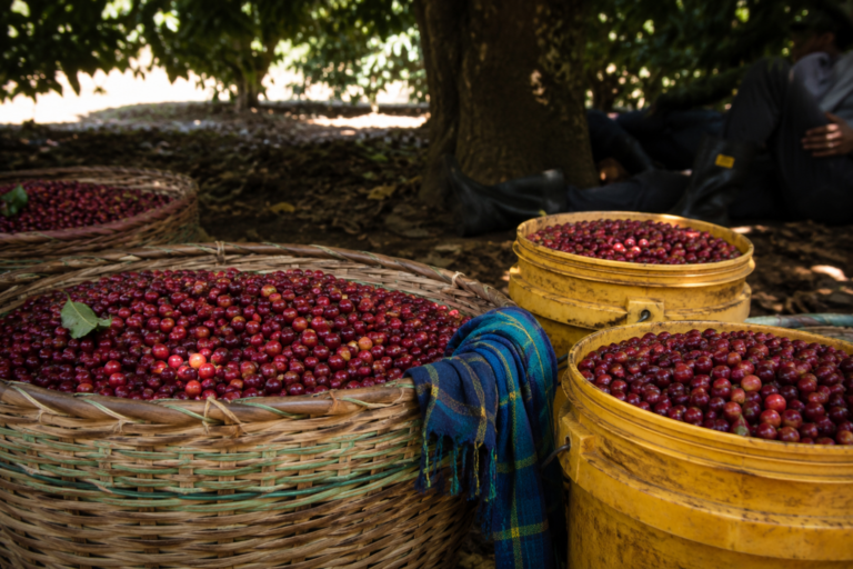 Photo of freshly picked red cherries resting in woven baskets and yellow plastic buckets under the deep shade of a mango tree