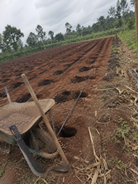 Photo of freshly prepared coffee planting block on red volcanic soil