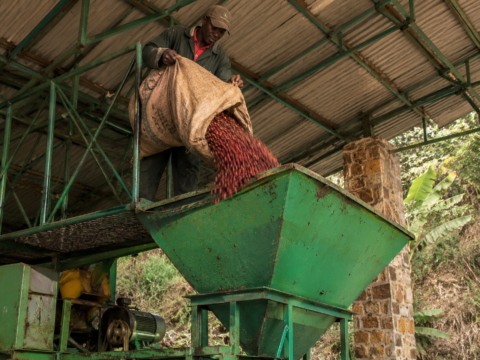 Photo of red cherries cascading from a tipped sisal sack into the elevated inverted-pyramid steel hopper of the estate pulping line