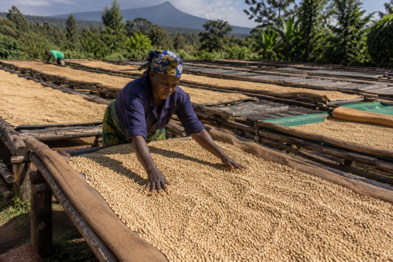 Photo of rows of raised African drying beds made of rough wire mesh and timber frames