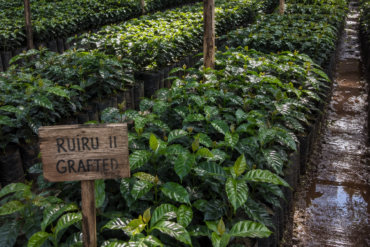 Photo of rows of vigorous six-month-old coffee seedlings with glossy deep-green leaves in black polybags under shade netting