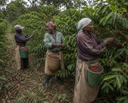 Photo of three Kenyan pickers spaced along a coffee row, each with a bucket or kiondo basket tied at the waist