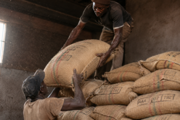 Photo of two farm workers hoisting a stitched 60kg sisal bag onto a shoulder-height stack