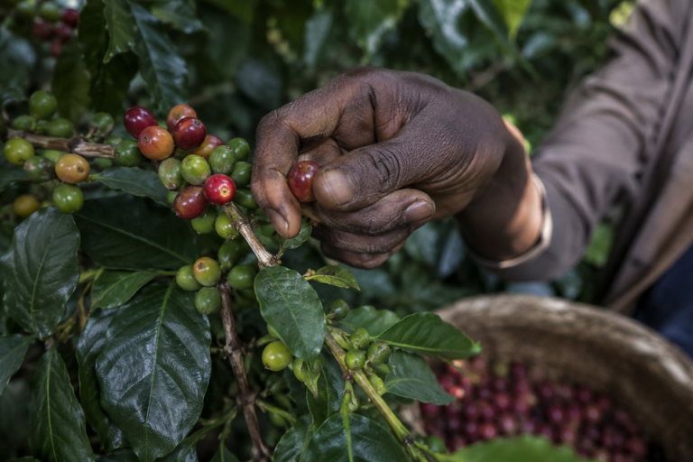 Photo shot of a Kenyan picker's weathered hand selecting only the deep-red ripe cherries from a mixed cluster