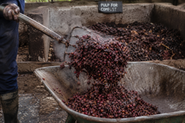 Photo shot of a steaming heap of fresh coffee pulp being forked into a wheelbarrow for composting